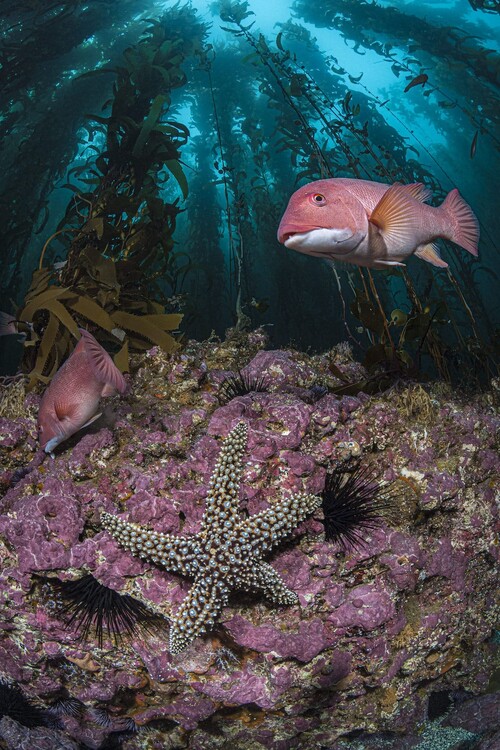 A pair of California sheep head and a giant sea star  in the kelp forest around one of California’s Channel Islands. Photo courtesy of Hannes Klostermann, Winner of 2020 World Oceans Day  Photo Competition (Underwater Seascapes)